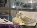 IMG 5451