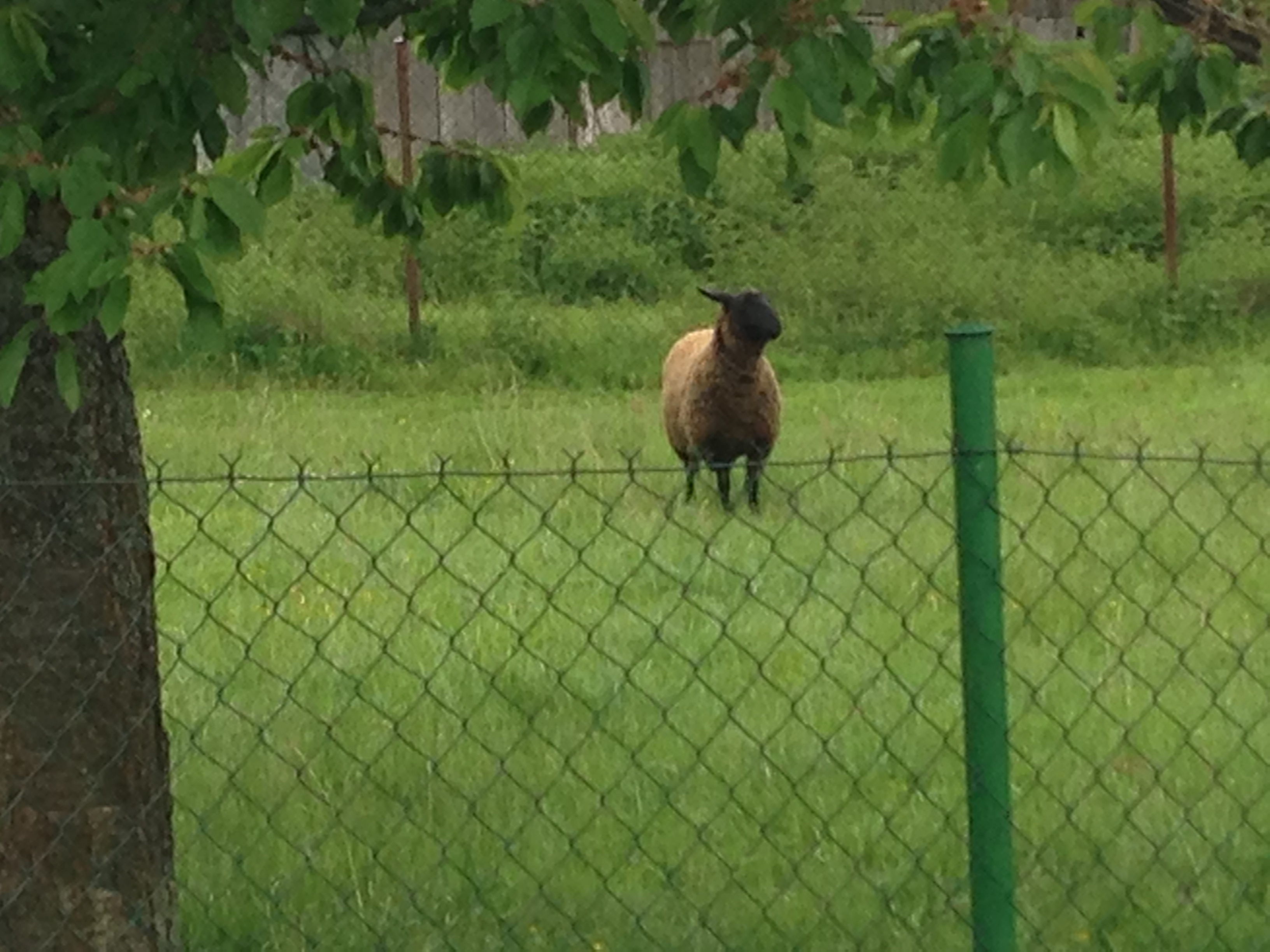 2015-05-23 09.45.29.jpg