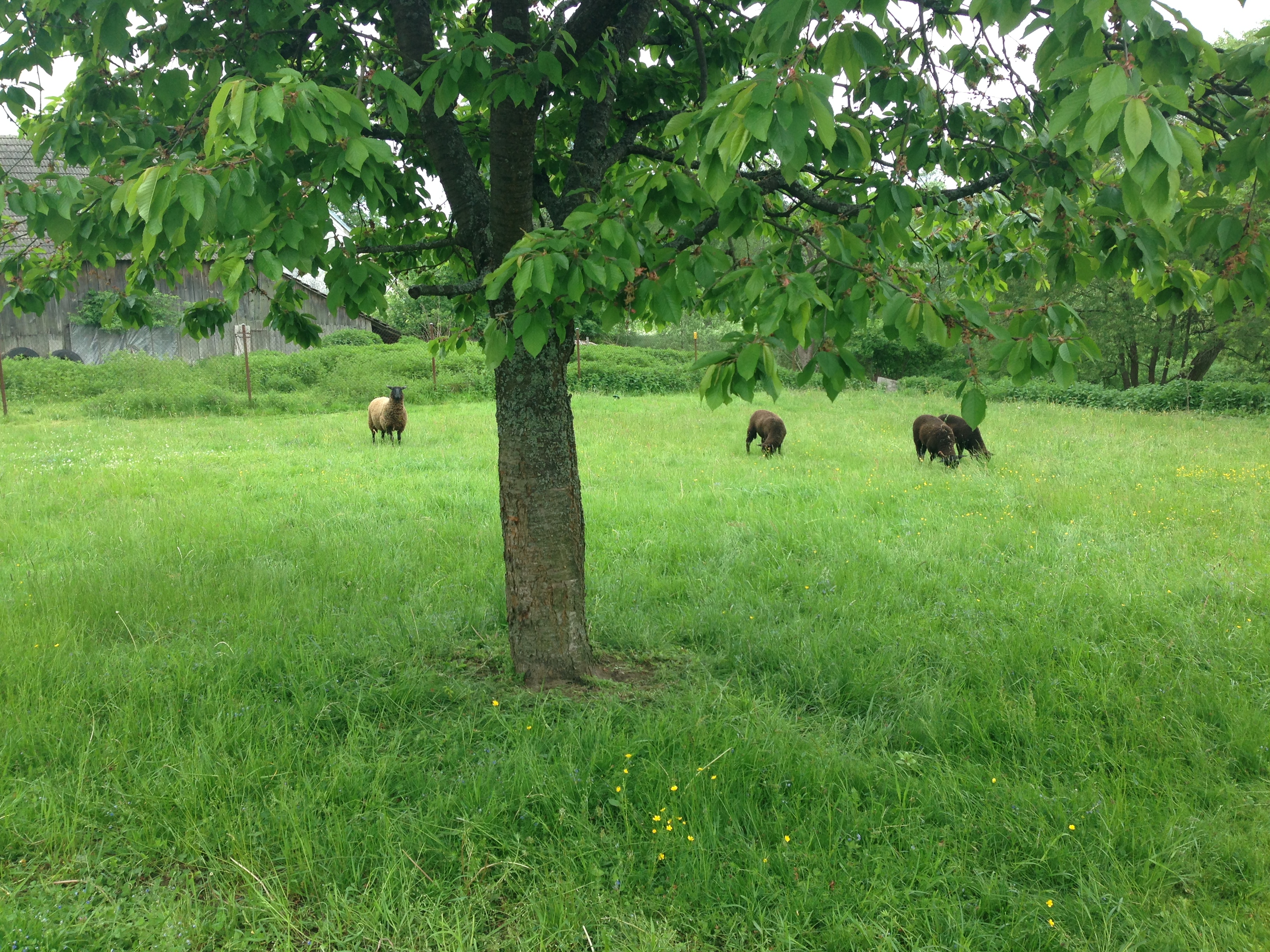 2015-05-23 09.45.55.jpg