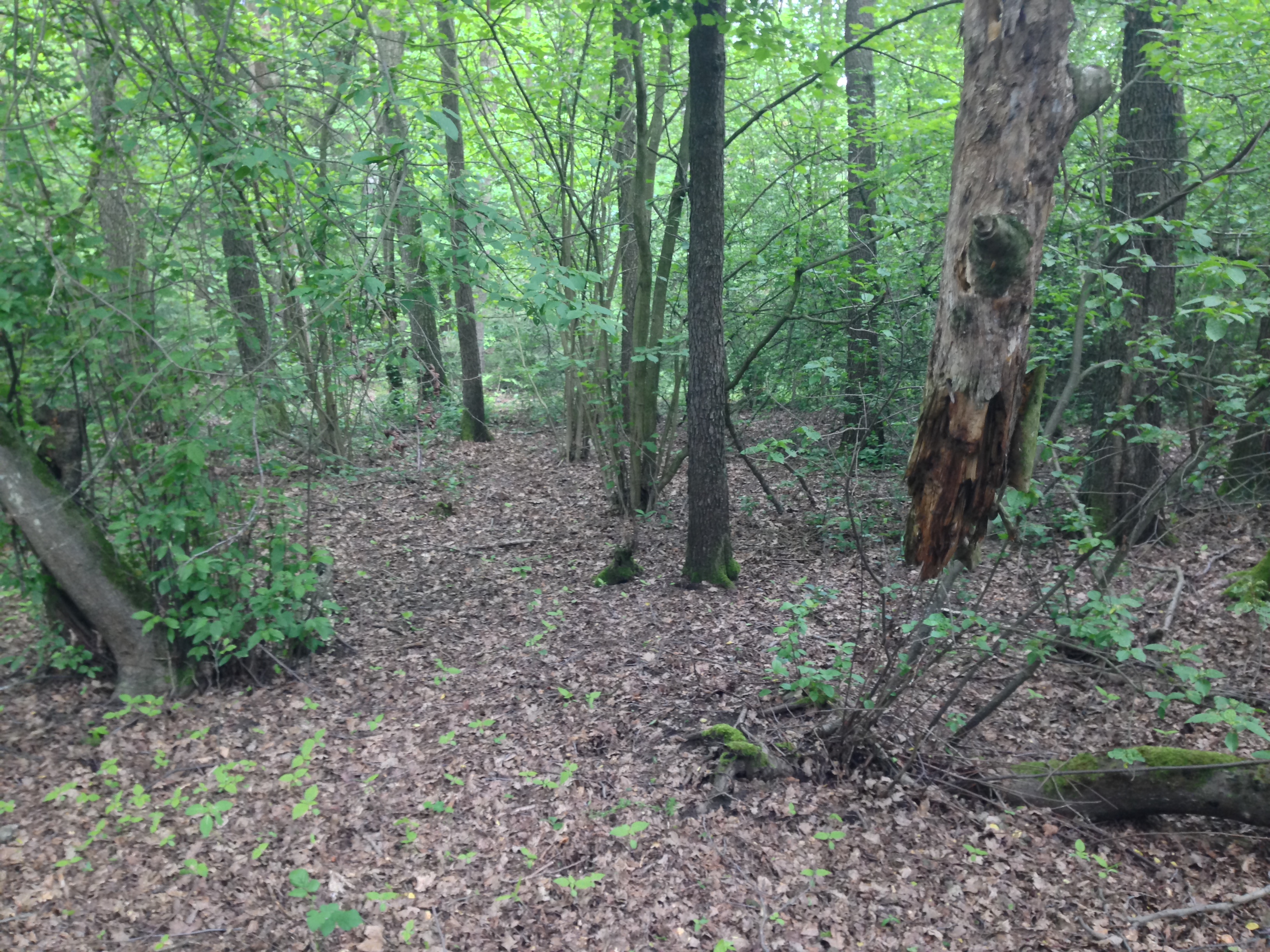 2015-05-23 10.21.45.jpg