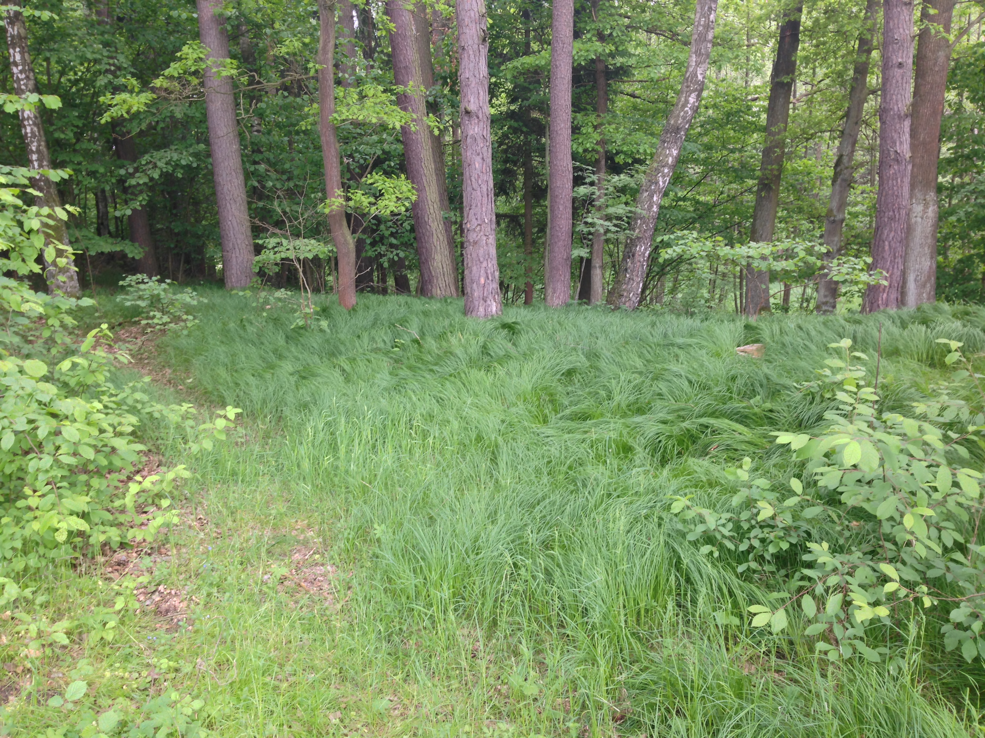 2015-05-23 10.54.27.jpg