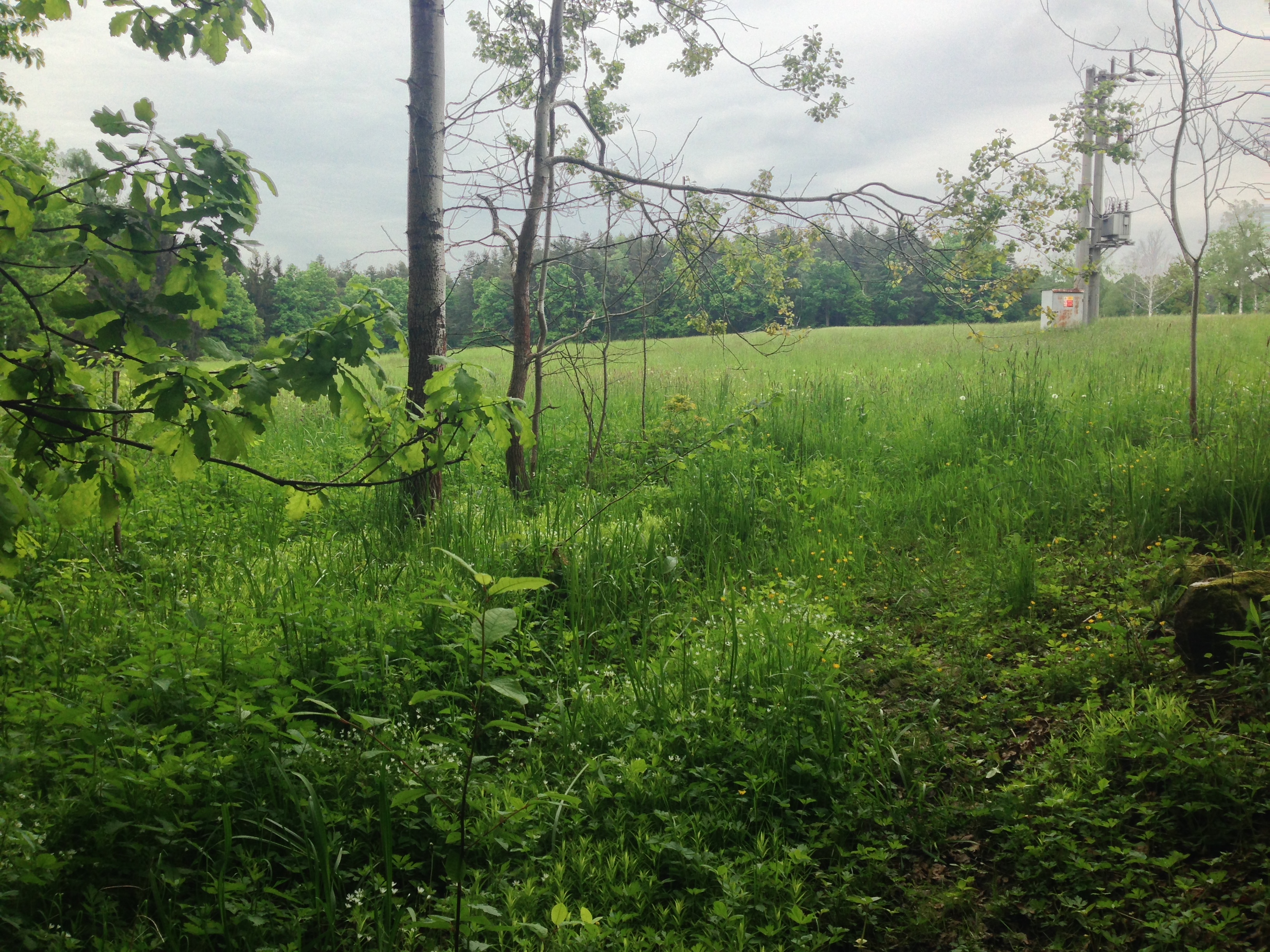 2015-05-23 10.54.34.jpg