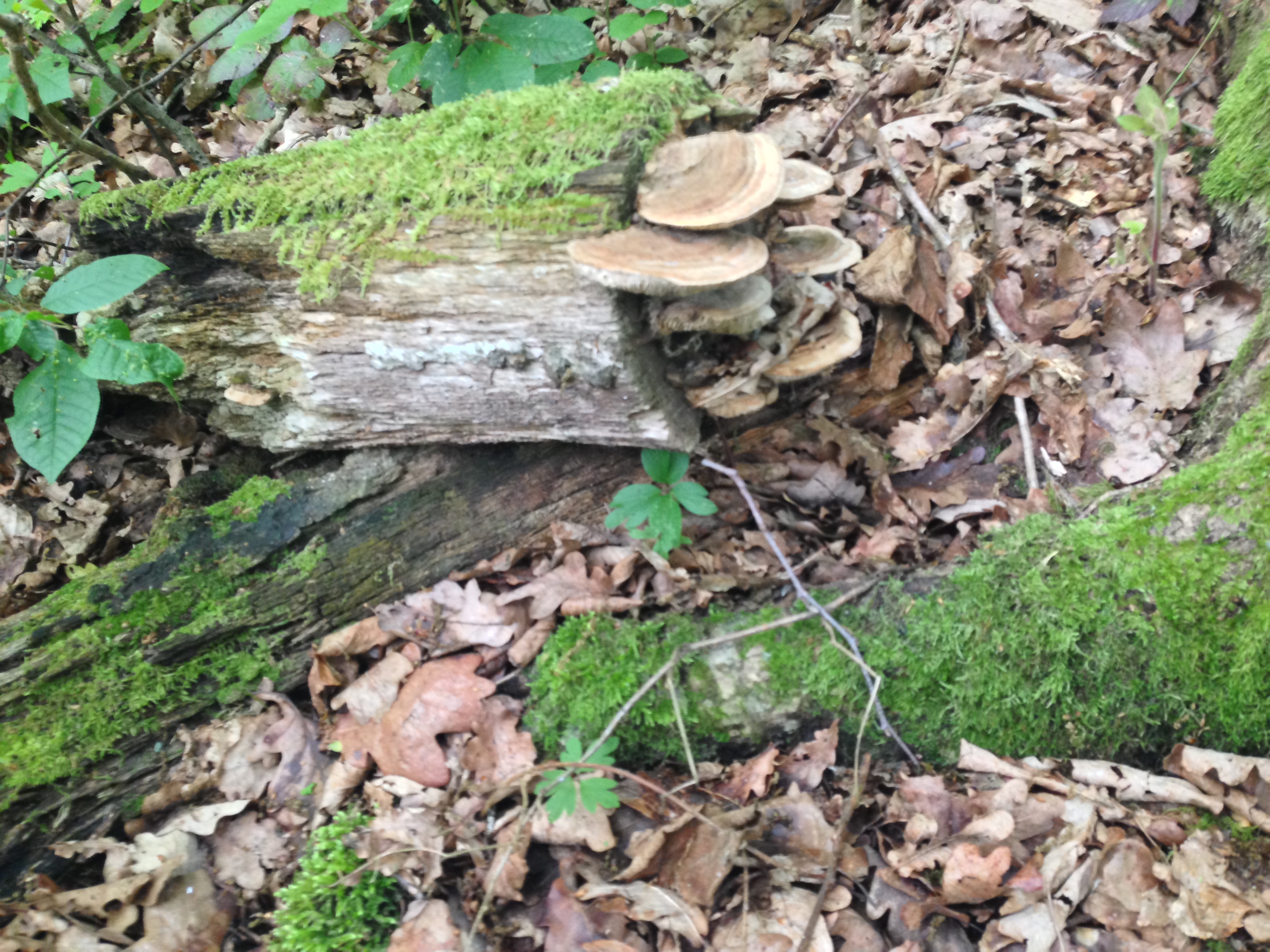 2015-05-23 11.01.55.jpg