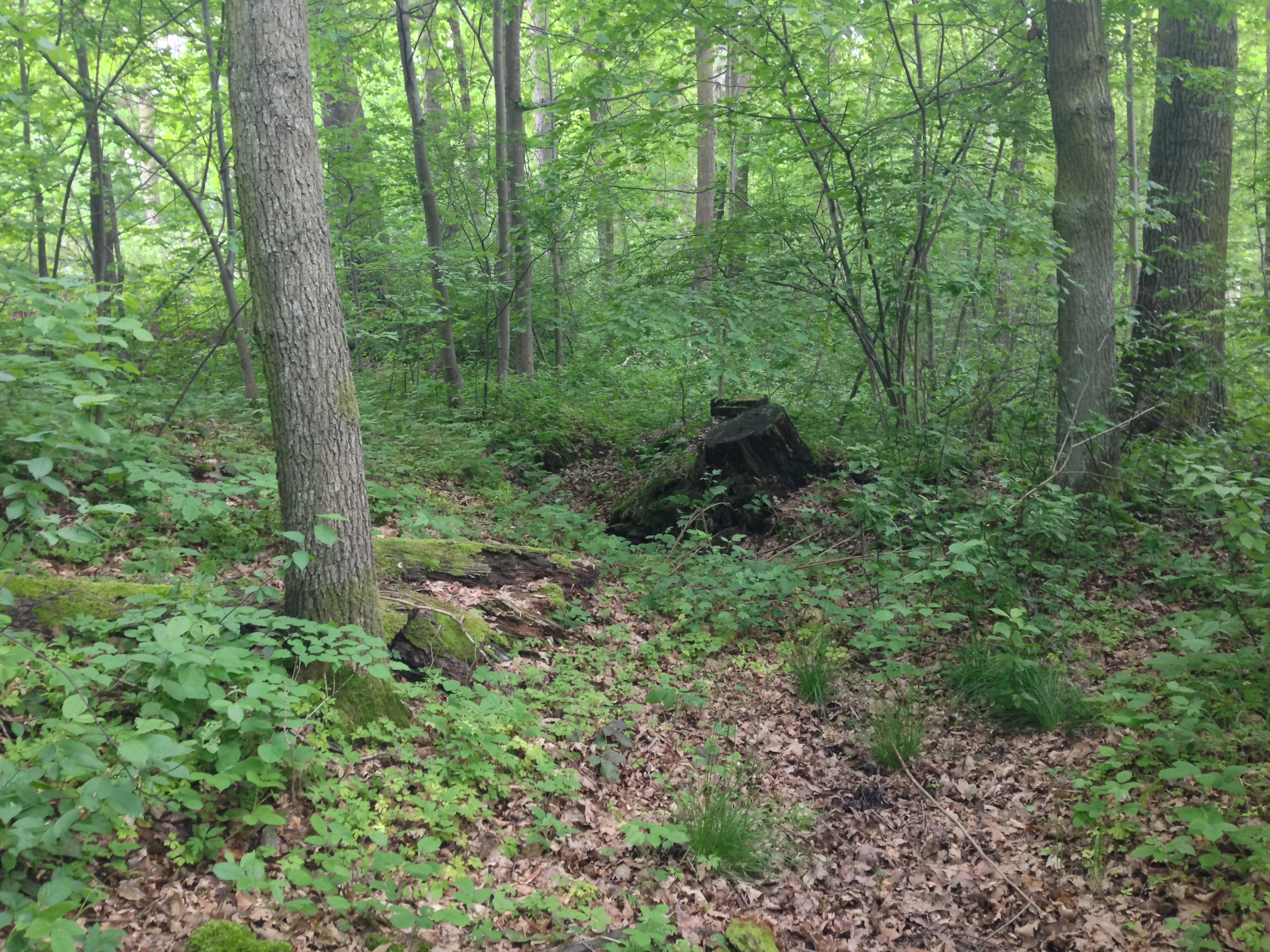 2015-05-23 11.02.03.jpg